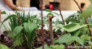 Urban Gardening